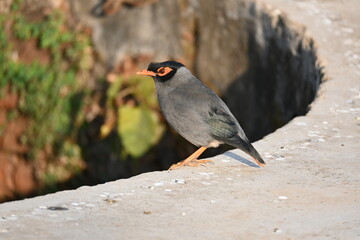 Indian Myna Birds. Its other names Common myna and mynah. This is  a bird of the starling family...