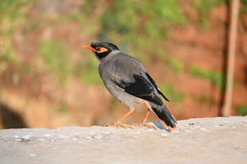 Indian Myna Birds. Its other names Common myna and mynah. This is  a bird of the starling family Sturnidae. This is a group of passerine birds which are native to southern Asia, especially India. 