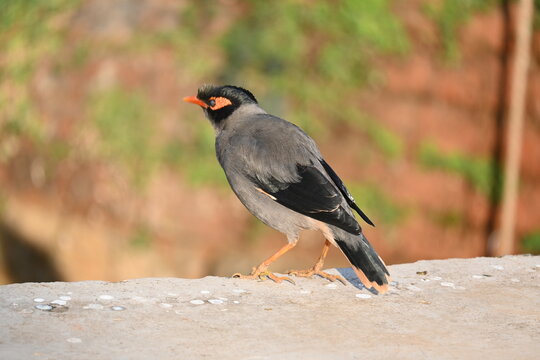 What is a Mynah Bird