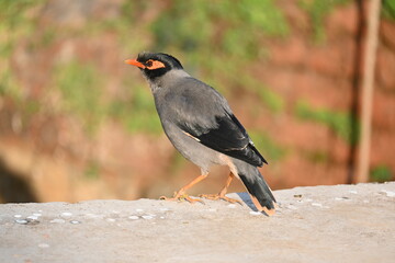 Indian Myna Birds. Its other names Common myna and mynah. This is  a bird of the starling family Sturnidae. This is a group of passerine birds which are native to southern Asia, especially India. 