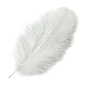 Fototapeta  white feather isolated.