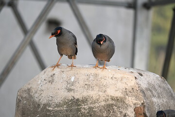 Pair of Indian Myna Birds. Its other names Common myna and mynah. This is  a bird of the starling family Sturnidae. This is a group of passerine birds. 