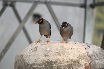 Fototapeta premium Pair of Indian Myna Birds. Its other names Common myna and mynah. This is a bird of the starling family Sturnidae. This is a group of passerine birds. 