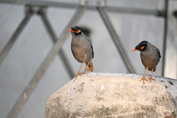 Pair of Indian Myna Birds. Its other names Common myna and mynah. This is  a bird of the starling family Sturnidae. This is a group of passerine birds. 