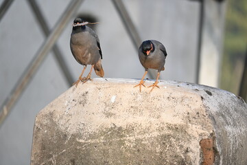 Pair of Indian Myna Birds. Its other names Common myna and mynah. This is  a bird of the starling family Sturnidae. This is a group of passerine birds. 