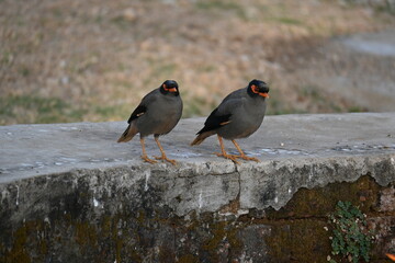 Pair of Indian Myna Birds. Its other names Common myna and mynah. This is  a bird of the starling family Sturnidae. This is a group of passerine birds. 