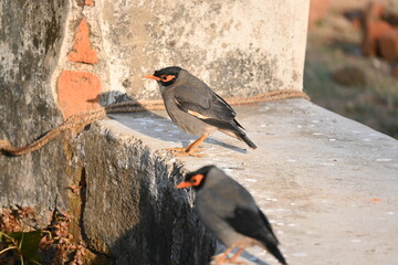 Pair of Indian Myna Birds. Its other names Common myna and mynah. This is  a bird of the starling family Sturnidae. This is a group of passerine birds. 