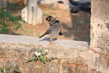 Pair of Indian Myna Birds. Its other names Common myna and mynah. This is  a bird of the starling family Sturnidae. This is a group of passerine birds. 