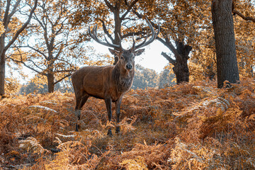 Deer in Richmond Park, London 