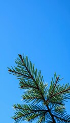 Dark green pine branch against vibrant blue sky, needle, blue