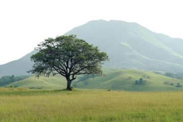tree in a green meadow in front of a hilly mountain isolate on white background with clipping path. PNG