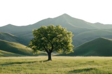 tree in a green meadow in front of a hilly mountain isolate on white background with clipping path. PNG