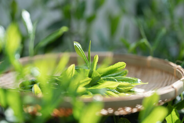 茶　茶畑　茶摘み