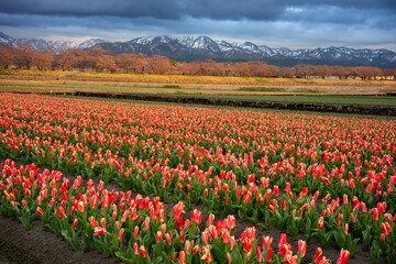 The tulip farm in front of cherry blossom and alpine mountain, Toyama, Japan