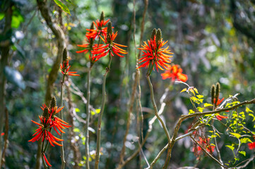 Red coral tree blossoms blooming in the mountains of Yuchi, Nantou, Taiwan. Spring afternoon...