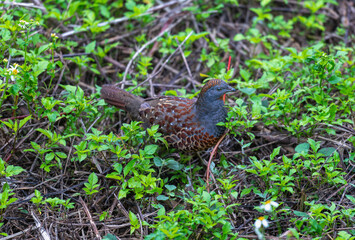A Taiwan Bamboo Partridge (Bambusicola thoracica) with grey head and chestnut nape searches for food amongst green foliage and dry leaves in its natural habitat in Nantou, Taiwan during spring.