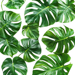 A bunch of green leaves with a white background