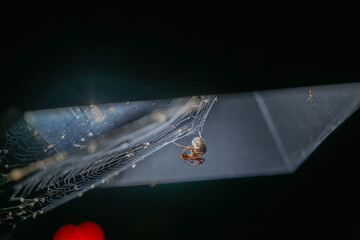 A captivating close-up of a spider's twilight hunt, showcasing nature's intricate dance of predator...