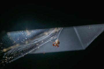 Captured at twilight in Ruifang, Taiwan, this image features a spider in its web consuming its...