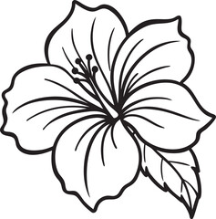 white hibiscus flower isolated on black