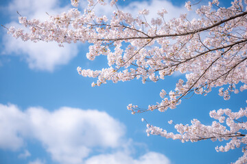 Obraz premium The Sakura cherry blossom season in Japan