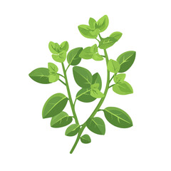 A Very Simple flat 2D icon marjoram isolated on a white background, vector, flat design, vector, animation design, simple flat 2D icon, minimalist design, vector design