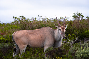 Eland Grazing in the Fynbos of De Hoop Nature Reserve, South Africa