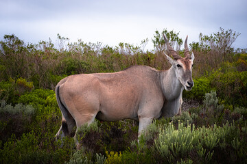 Eland Grazing in the Fynbos of De Hoop Nature Reserve, South Africa