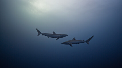 Silky Sharks in the Red Sea, Farasan Banks in Saudi Arabia