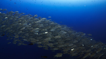 Jack Fish Shoal in the Banda Sea in Indonesia