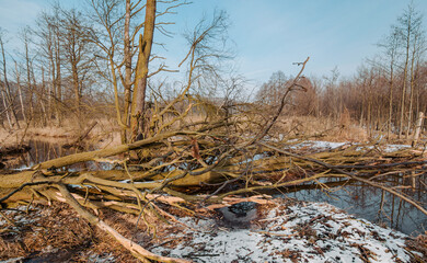 Panoramic view of Liswarta River landscape in Poland with fallen trees and beaver dam symbolizing nature’s impact and ecosystem transformation
