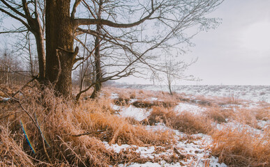 Liswarta River Landscape in Poland with Fallen Trees and Beaver Dam Showing Wildlife Activity and Natural Ecosystem Shaping