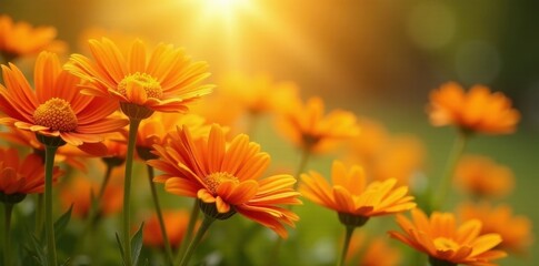 Sunlit cluster of orange and yellow daisies, flat lay , plant, closeup, wildflower