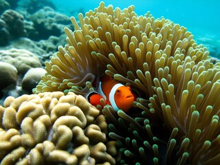 Clownfish Among Sea Anemones in a Coral Reef