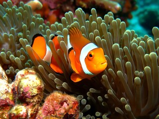 Clownfish Among Sea Anemone in a Coral Reef