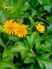 yellow flowers in the garden
