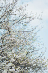 Obraz premium Vibrant blossoms in full bloom against a clear blue sky during a peaceful spring afternoon in a flourishing park