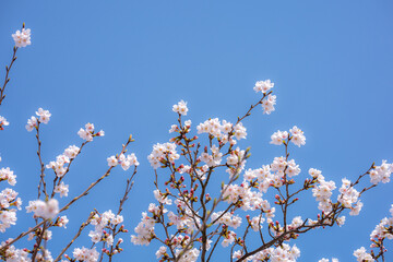 The Sakura cherry blossom season in Japan