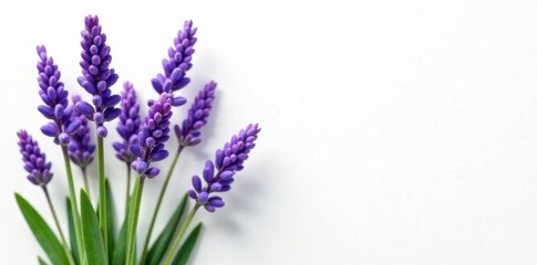 Obraz premium Purple lavender flowers, lush green stems, white background, plant, detail, garden