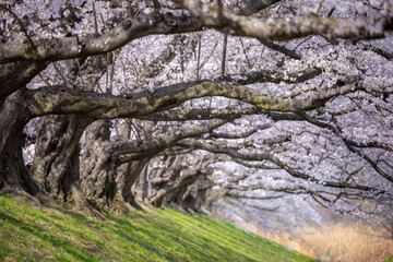 The Sakura cherry blossom season in Japan, Yodogawa kasen park