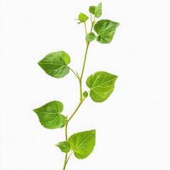 A delicate green vine with heart shaped leaves against a white background