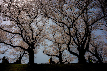 The Sakura cherry blossom season in Japan, Yodogawa kasen park