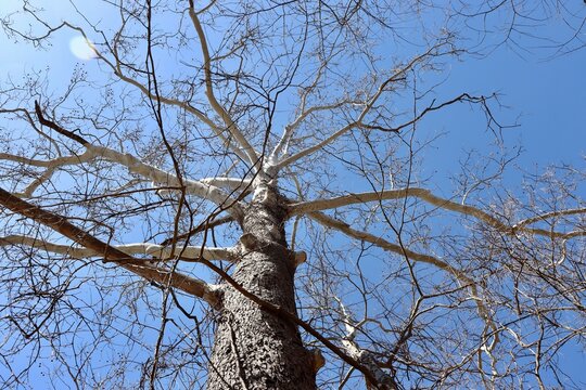 The tall bare tree in the forest with a blue sky background.