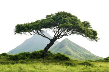 tree in a green meadow in front of a hilly mountain isolate on white background with clipping path. PNG