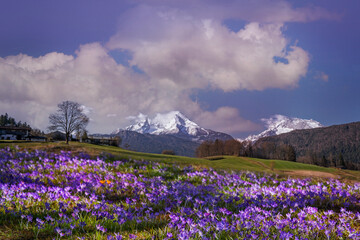 Blick auf den Watzmann mit Krokuswiese im Vordergrund