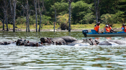 Embark on a safari in Kenya. From the bustling city of Nairobi to the pristine jungles of Tsavo and...