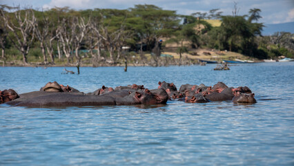 Embark on a safari in Kenya. From the bustling city of Nairobi to the pristine jungles of Tsavo and...