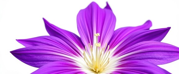Obraz premium A large, vibrant purple flower, petals unfurled, set against a pure white backdrop, image, wallpaper