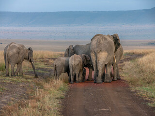 Embark on a safari in Kenya. From the bustling city of Nairobi to the pristine jungles of Tsavo and...