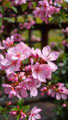 Fototapeta premium Delicate pink blossom unfolds in peaceful garden nook , bloom, botany